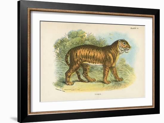 Tiger-English School-Framed Giclee Print