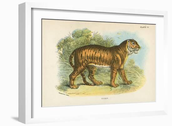 Tiger-English School-Framed Giclee Print