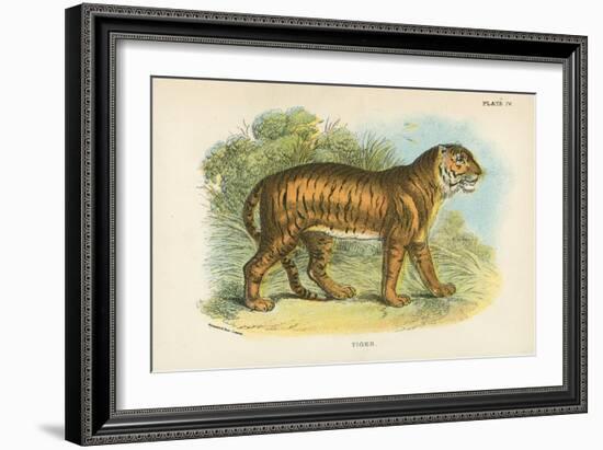 Tiger-English School-Framed Giclee Print