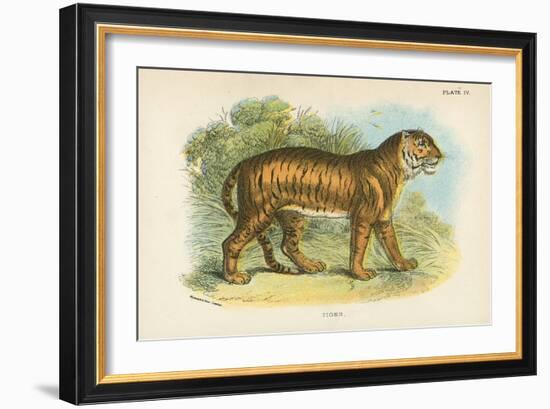 Tiger-English School-Framed Giclee Print