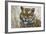 Tiger-Jeff Tift-Framed Giclee Print