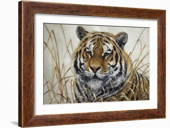 Tiger-Jeff Tift-Framed Giclee Print