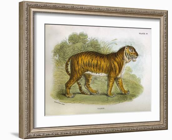 Tiger-R. Lydekker-Framed Art Print