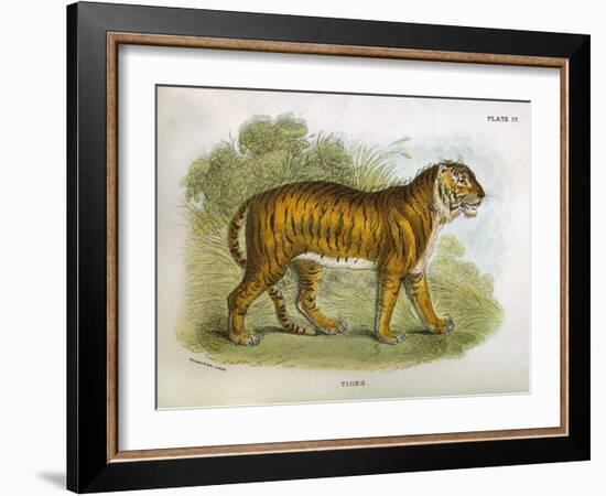 Tiger-R. Lydekker-Framed Art Print