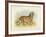 Tiger-null-Framed Giclee Print