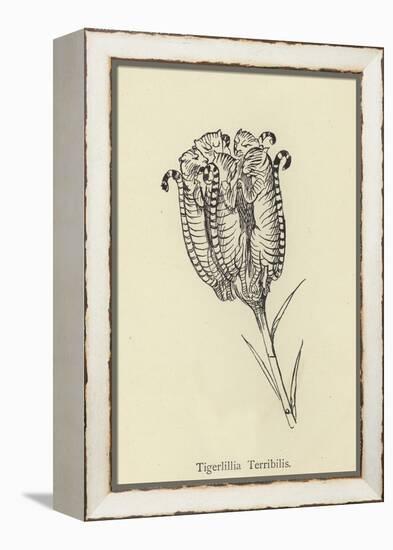 Tigerlillia Terribilis-Edward Lear-Framed Premier Image Canvas