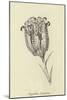 Tigerlillia Terribilis-Edward Lear-Mounted Giclee Print