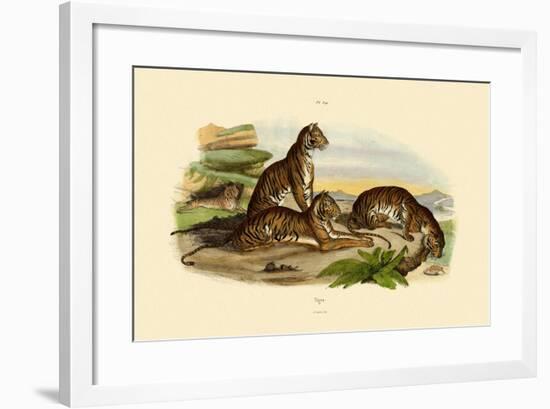 Tigers, 1833-39-null-Framed Giclee Print