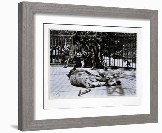 Tigers at London Zoo, 1870S-English Photographer-Framed Giclee Print