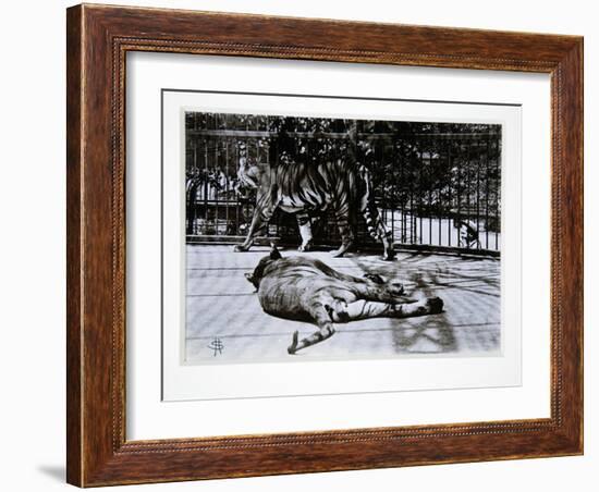 Tigers at London Zoo, 1870S-English Photographer-Framed Giclee Print