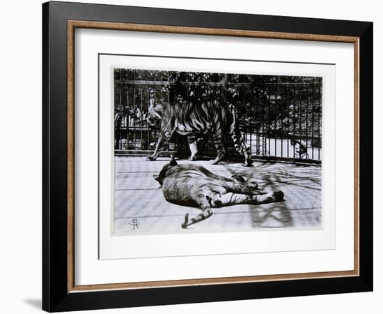 Tigers at London Zoo, 1870S-English Photographer-Framed Giclee Print