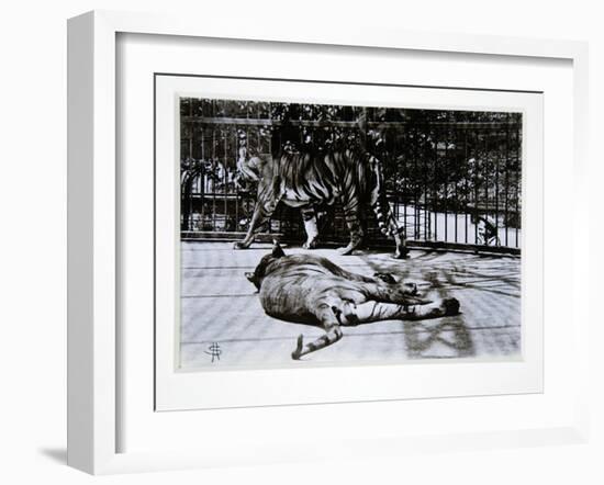 Tigers at London Zoo, 1870S-English Photographer-Framed Giclee Print