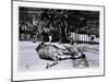 Tigers at London Zoo, 1870S-English Photographer-Mounted Giclee Print