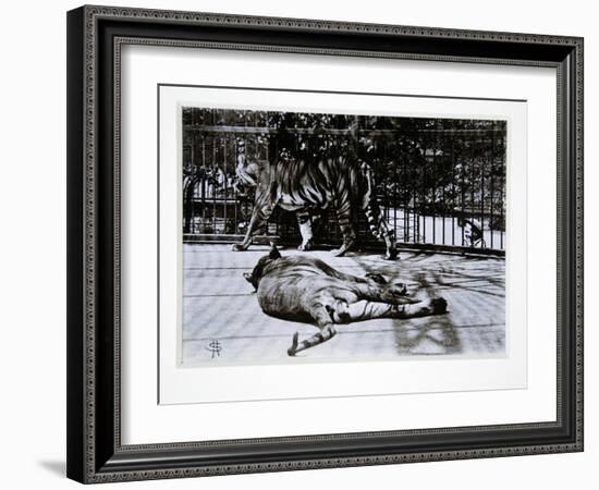 Tigers at London Zoo, 1870S-English Photographer-Framed Giclee Print