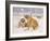 Tigers in the Snow, 2005-E.B. Watts-Framed Giclee Print