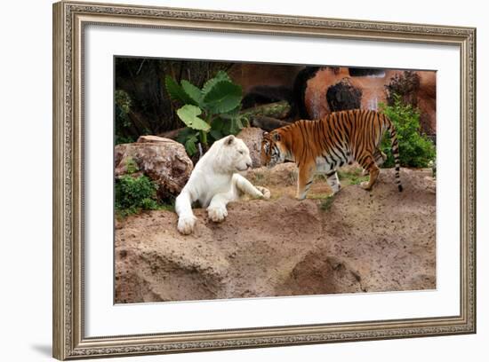 Tigers, Loro Parque, Tenerife, Canary Islands, 2007-Peter Thompson-Framed Photographic Print