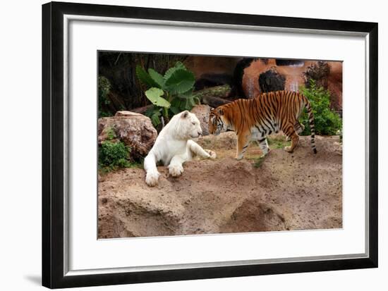 Tigers, Loro Parque, Tenerife, Canary Islands, 2007-Peter Thompson-Framed Photographic Print