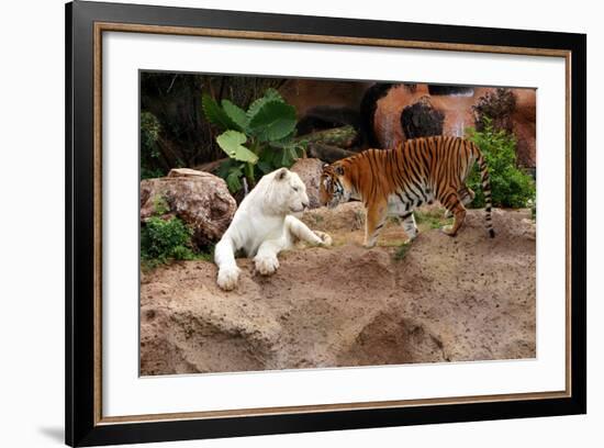 Tigers, Loro Parque, Tenerife, Canary Islands, 2007-Peter Thompson-Framed Photographic Print
