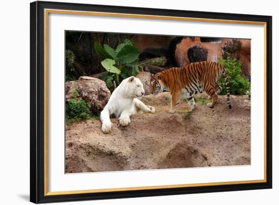 Tigers, Loro Parque, Tenerife, Canary Islands, 2007-Peter Thompson-Framed Photographic Print