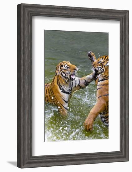 Tigers Play Fighting in Water, Indochinese Tiger, Thailand-Peter Adams-Framed Photographic Print