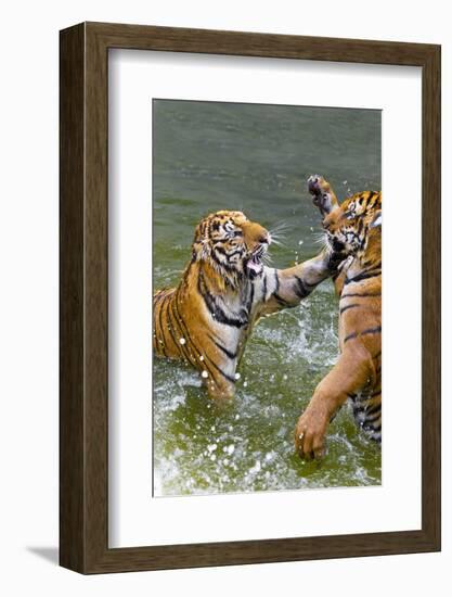 Tigers Play Fighting in Water, Indochinese Tiger, Thailand-Peter Adams-Framed Photographic Print