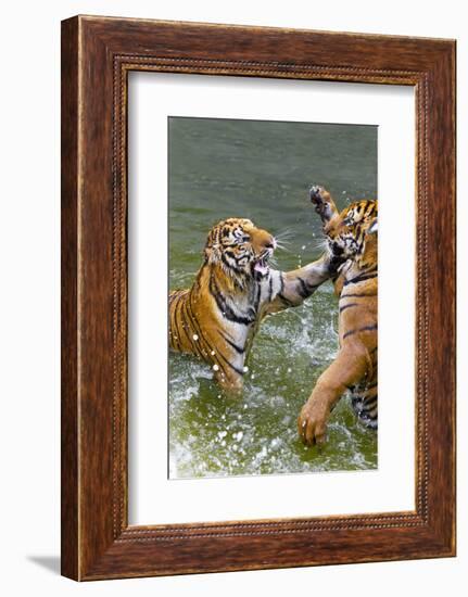 Tigers Play Fighting in Water, Indochinese Tiger, Thailand-Peter Adams-Framed Photographic Print