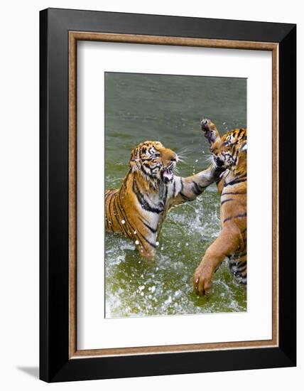 Tigers Play Fighting in Water, Indochinese Tiger, Thailand-Peter Adams-Framed Photographic Print