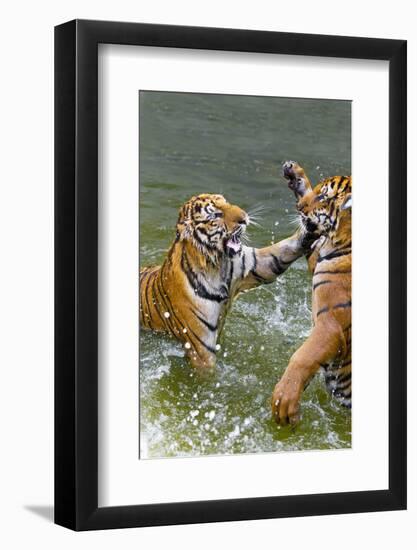 Tigers Play Fighting in Water, Indochinese Tiger, Thailand-Peter Adams-Framed Photographic Print