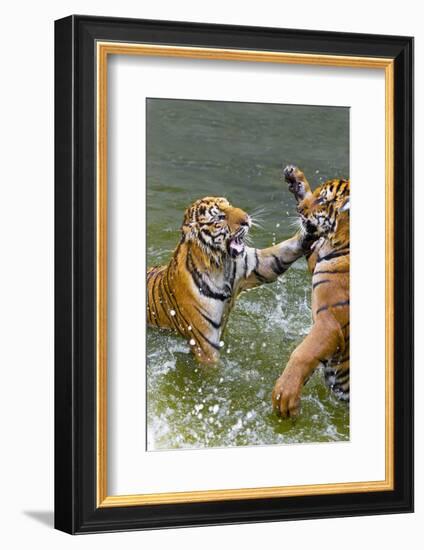 Tigers Play Fighting in Water, Indochinese Tiger, Thailand-Peter Adams-Framed Photographic Print