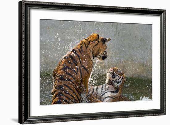 Tigers Playing in Water, Indochinese Tiger or Corbetts Tiger, Thailand-Peter Adams-Framed Photographic Print