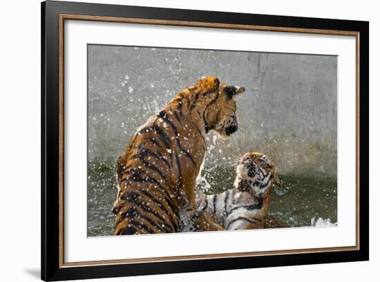 Tigers Playing in Water, Indochinese Tiger or Corbetts Tiger, Thailand-Peter Adams-Framed Photographic Print