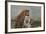 Tigers Playing in Water, Indochinese Tiger or Corbetts Tiger, Thailand-Peter Adams-Framed Photographic Print