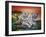 Tigers-Sue Clyne-Framed Giclee Print