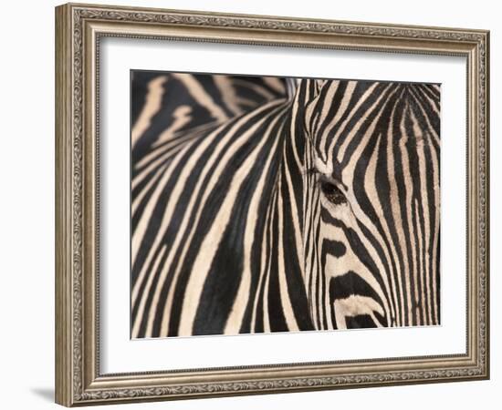 Tight Portrait of Plains Zebra, Khwai River, Moremi Game Reserve, Botswana-Paul Souders-Framed Photographic Print