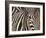 Tight Portrait of Plains Zebra, Khwai River, Moremi Game Reserve, Botswana-Paul Souders-Framed Photographic Print