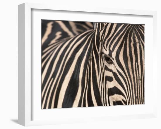 Tight Portrait of Plains Zebra, Khwai River, Moremi Game Reserve, Botswana-Paul Souders-Framed Photographic Print