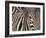 Tight Portrait of Plains Zebra, Khwai River, Moremi Game Reserve, Botswana-Paul Souders-Framed Photographic Print