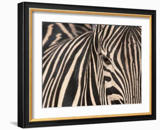 Tight Portrait of Plains Zebra, Khwai River, Moremi Game Reserve, Botswana-Paul Souders-Framed Photographic Print