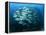 Tightly Balled School of Jack Fish, Sipadan Island, Sabah, Malaysia, Borneo, Southeast Asia-Murray Louise-Framed Premier Image Canvas