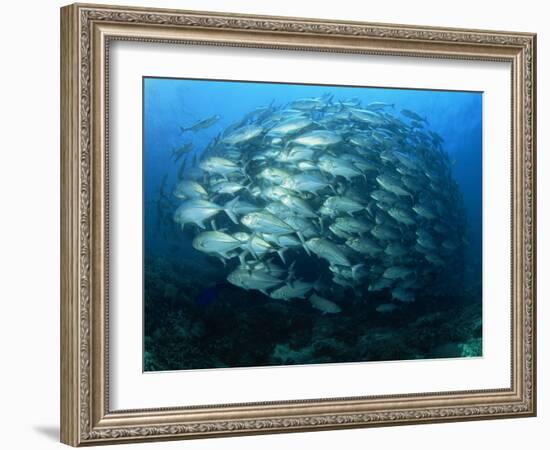 Tightly Balled School of Jack Fish, Sipadan Island, Sabah, Malaysia, Borneo, Southeast Asia-Murray Louise-Framed Photographic Print