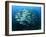 Tightly Balled School of Jack Fish, Sipadan Island, Sabah, Malaysia, Borneo, Southeast Asia-Murray Louise-Framed Photographic Print