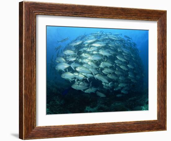 Tightly Balled School of Jack Fish, Sipadan Island, Sabah, Malaysia, Borneo, Southeast Asia-Murray Louise-Framed Photographic Print