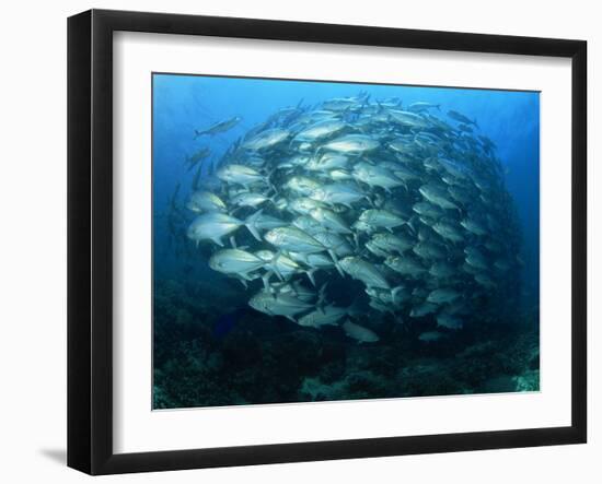 Tightly Balled School of Jack Fish, Sipadan Island, Sabah, Malaysia, Borneo, Southeast Asia-Murray Louise-Framed Photographic Print