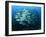 Tightly Balled School of Jack Fish, Sipadan Island, Sabah, Malaysia, Borneo, Southeast Asia-Murray Louise-Framed Photographic Print