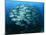 Tightly Balled School of Jack Fish, Sipadan Island, Sabah, Malaysia, Borneo, Southeast Asia-Murray Louise-Mounted Photographic Print