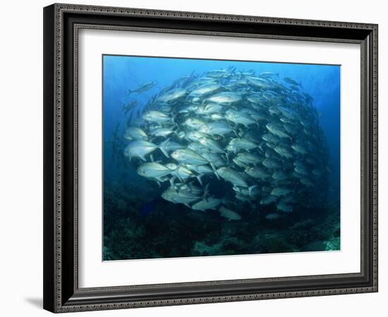 Tightly Balled School of Jack Fish, Sipadan Island, Sabah, Malaysia, Borneo, Southeast Asia-Murray Louise-Framed Photographic Print