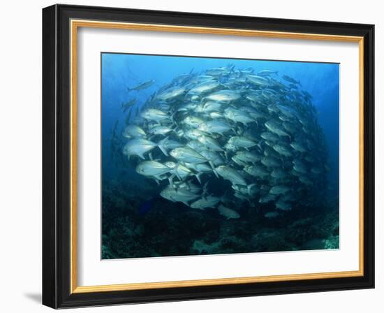 Tightly Balled School of Jack Fish, Sipadan Island, Sabah, Malaysia, Borneo, Southeast Asia-Murray Louise-Framed Photographic Print