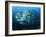 Tightly Balled School of Jack Fish, Sipadan Island, Sabah, Malaysia, Borneo, Southeast Asia-Murray Louise-Framed Photographic Print