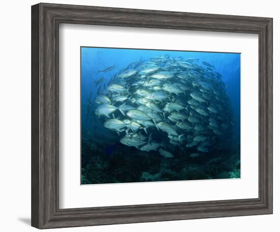 Tightly Balled School of Jack Fish, Sipadan Island, Sabah, Malaysia, Borneo, Southeast Asia-Murray Louise-Framed Photographic Print