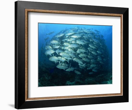 Tightly Balled School of Jack Fish, Sipadan Island, Sabah, Malaysia, Borneo, Southeast Asia-Murray Louise-Framed Photographic Print